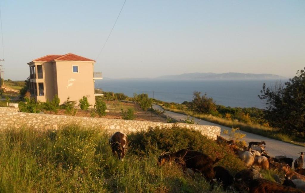 Regina Simotata Sissia * Lourdata (Kefalonia)